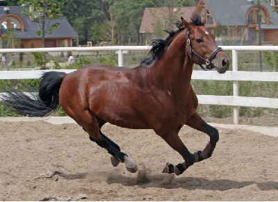 Barker v RSPCA - Guidance on Animal Welfare Act disqualification orders